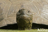 Galapagos Giant Tortoise (Testudo elephantopus) 