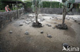 Galapagos Giant Tortoise (Testudo elephantopus) 
