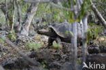 Galapagos Giant Tortoise (Testudo elephantopus) 