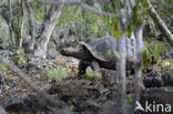 Galapagosreuzenschildpad