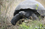 Galapagos Giant Tortoise (Testudo elephantopus) 