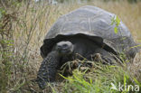 Galapagos Giant Tortoise (Testudo elephantopus) 