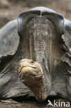 Galapagos Giant Tortoise (Testudo elephantopus) 