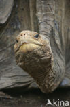 Galapagos Giant Tortoise (Testudo elephantopus) 