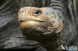 Galapagos Giant Tortoise (Testudo elephantopus) 