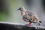 Galapagos Dove (Zenaida galapagoensis)