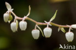 Gaultheria (Gaultheria shallon)