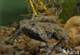 Yellow-bellied Toad (Bombina variegata)