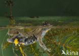 Yellow-bellied Toad (Bombina variegata)