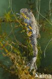 Geelbuikvuurpad (Bombina variegata) 
