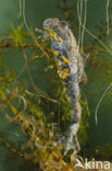 Yellow-bellied Toad (Bombina variegata)