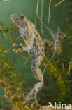 Yellow-bellied Toad (Bombina variegata)