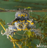 Yellow-bellied Toad (Bombina variegata)
