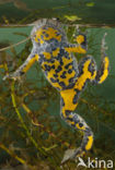 Yellow-bellied Toad (Bombina variegata)