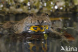 Yellow-bellied Toad (Bombina variegata)