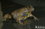 Yellow-bellied Toad (Bombina variegata)