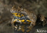 Yellow-bellied Toad (Bombina variegata)