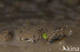 Geelbuikvuurpad (Bombina variegata) 