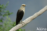 Geelkopcaracara (Milvago chimachima)