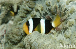 Geelstaart anemoonvis (Amphiprion clarkii)