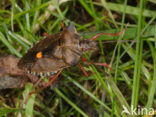 Forest Bug (Pentatoma rufipes)