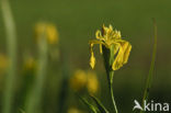 Gele lis (Iris pseudacorus)