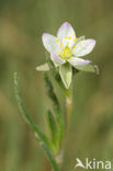 Greater Sea-spurrey (Spergularia media subsp. angustata)