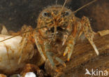 Spinycheek Crayfish (Orconectes limosus)