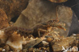 Spinycheek Crayfish (Orconectes limosus)