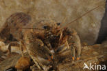 Gevlekte Amerikaanse rivierkreeft (Orconectes limosus)