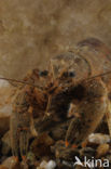 Spinycheek Crayfish (Orconectes limosus)