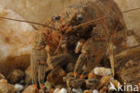 Spinycheek Crayfish (Orconectes limosus)