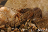 Spinycheek Crayfish (Orconectes limosus)