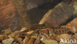 Gevlekte Amerikaanse rivierkreeft (Orconectes limosus)