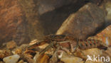 Spinycheek Crayfish (Orconectes limosus)