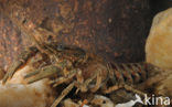 Spinycheek Crayfish (Orconectes limosus)