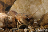 Spinycheek Crayfish (Orconectes limosus)