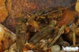 Spinycheek Crayfish (Orconectes limosus)