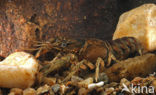 Gevlekte Amerikaanse rivierkreeft (Orconectes limosus)
