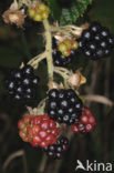 Gewone braam (Rubus fruticosus)