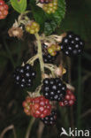 Gewone braam (Rubus fruticosus)