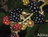 Gewone braam (Rubus fruticosus)