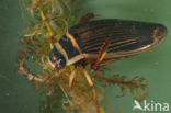 Great Diving Beetle (Dytiscus marginalis)