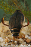 Great Diving Beetle (Dytiscus marginalis)