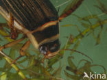 Great Diving Beetle (Dytiscus marginalis)