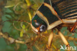 Great Diving Beetle (Dytiscus marginalis)