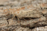 Flounced Rustic (Luperina testacea)