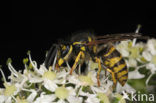 Gewone wesp (Vespula vulgaris)