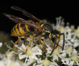 Gewone wesp (Vespula vulgaris)