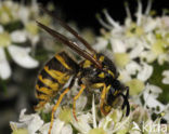 Gewone wesp (Vespula vulgaris)